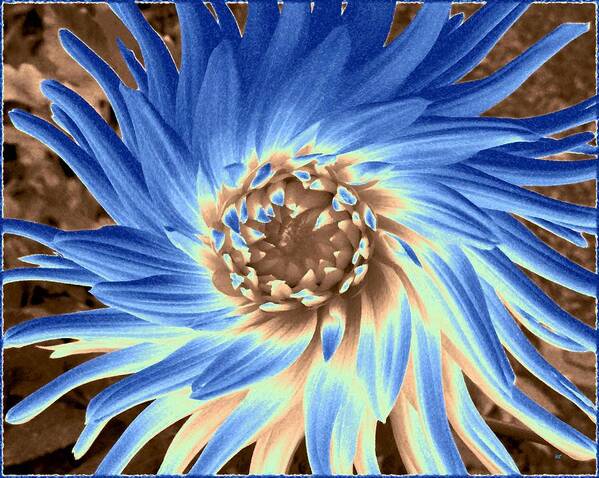 Blue Dahlia Abstract Art Print featuring the digital art Blue Dahlia Abstract by Will Borden