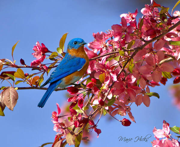 Bluebird Art Print featuring the photograph Bluebird in Apple Blossoms by Marie Hicks