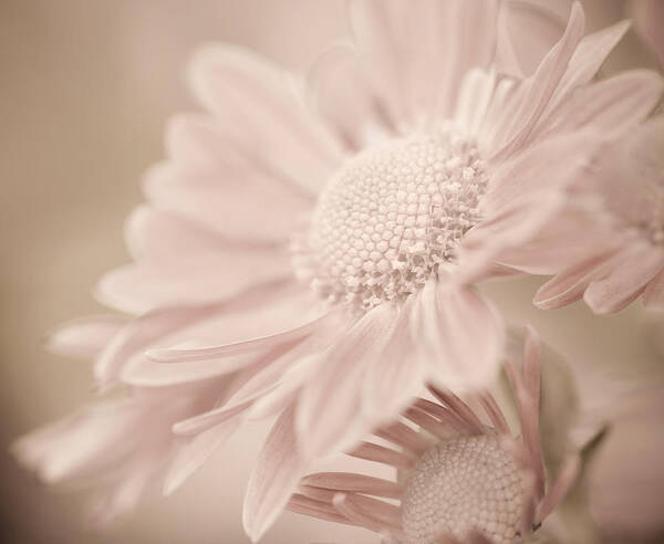Flower Art Print featuring the photograph Blushing by Julie Palencia