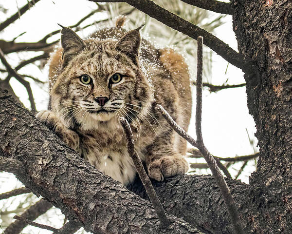 Categories Art Print featuring the photograph Bobcat in Winter by Dawn Key