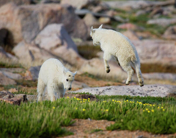 Mountain Goats Art Print featuring the photograph Bounder by Jim Garrison