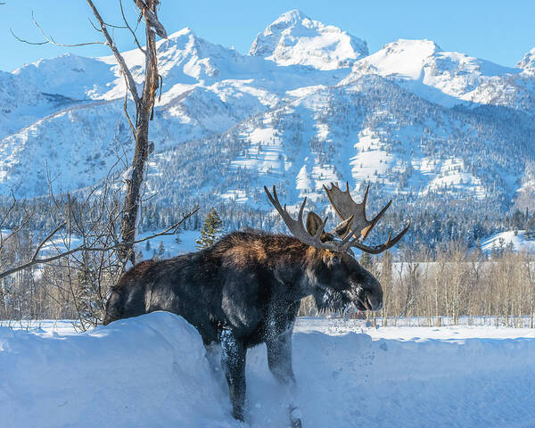 Moose Art Print featuring the photograph Breaking Through by Yeates Photography