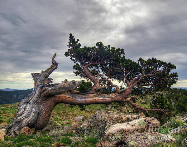 Fine Art Photography Art Print featuring the photograph Bristlecone Pine by John Strong