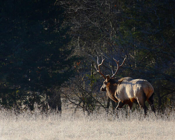 Bull Elk Art Print featuring the photograph Bull Elk in Frost by Michael Dougherty