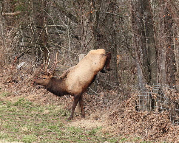 Bull Elk Art Print featuring the photograph Bull Elk Jumping Fence by Michael Dougherty