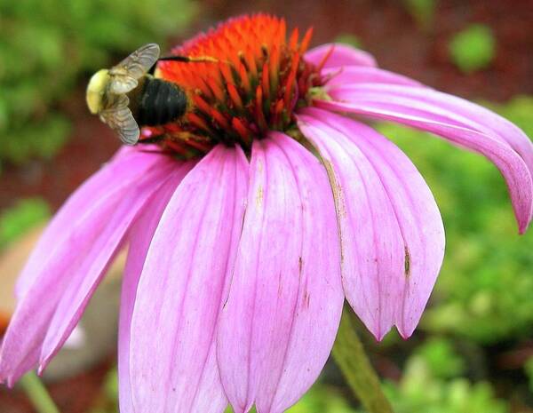 Bumblebees Art Print featuring the photograph Bumblebee on Coneflower by Randy Rosenberger