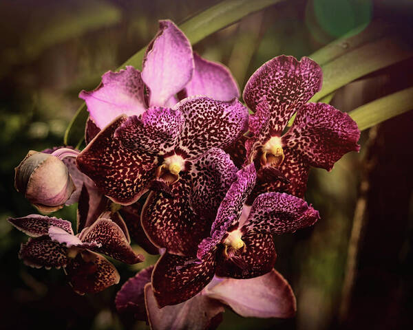 Orchids Art Print featuring the photograph Burgundy Treasures by Judy Vincent