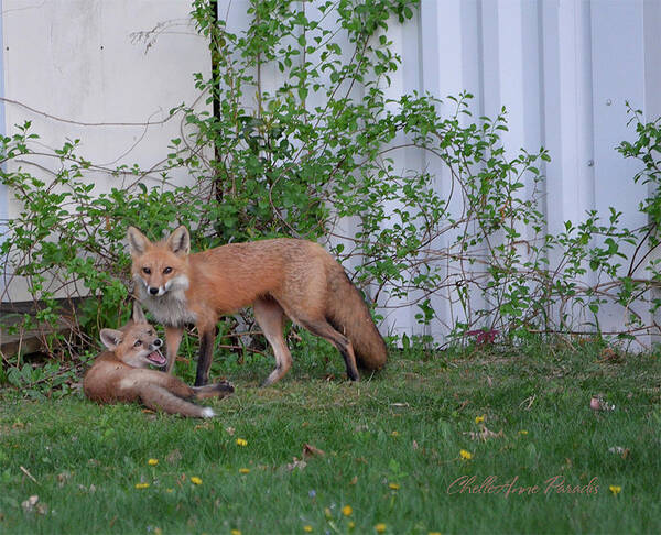 Foxes Art Print featuring the photograph But Mom by ChelleAnne Paradis