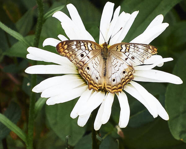 Butterfly Art Print featuring the photograph Butterfly and Flower by Steve Ondrus