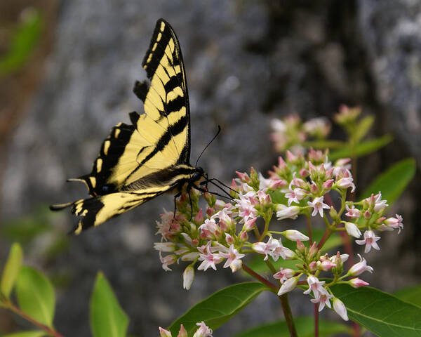 Butterfly Art Print featuring the photograph Butterfly Photo #18 by Ben Upham III