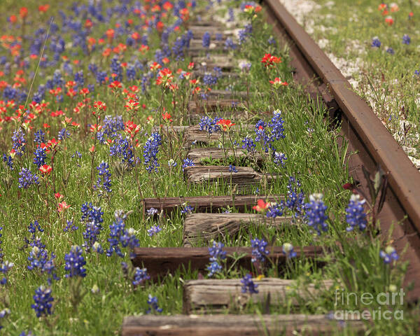 Bluebonnets Art Print featuring the photograph By the Tracks by Cathy Alba