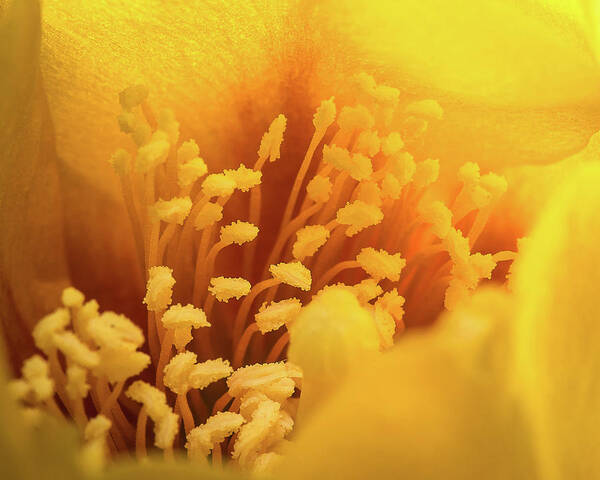 Closeup-closeup Art Print featuring the photograph Cactus Pollen by Len Romanick