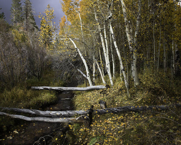 Aspen Art Print featuring the photograph California Gold by Dusty Wynne
