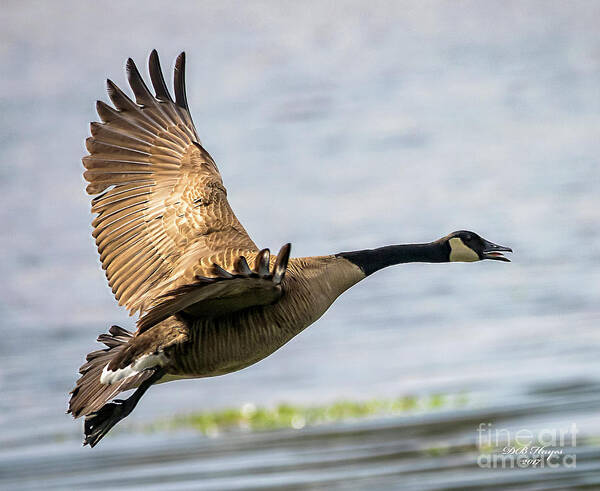 Goose Art Print featuring the photograph Canada Goose In Flight by DB Hayes