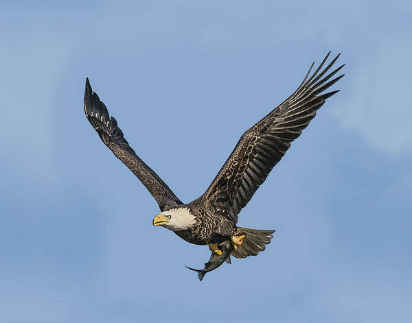 Bird Art Print featuring the photograph Catch Of The Day by William Bitman