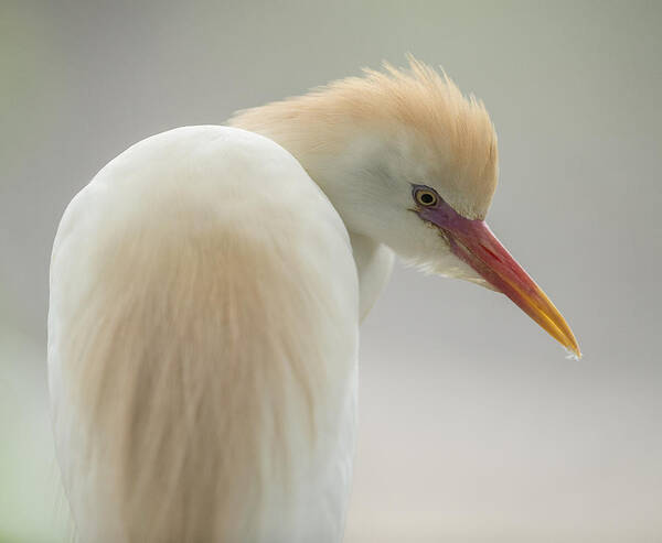 Bird Art Print featuring the photograph Cattle Egret Profile by William Bitman