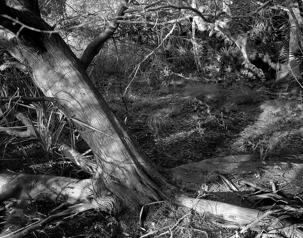 Guana River Art Print featuring the photograph Cedar and swamp by John Simmons