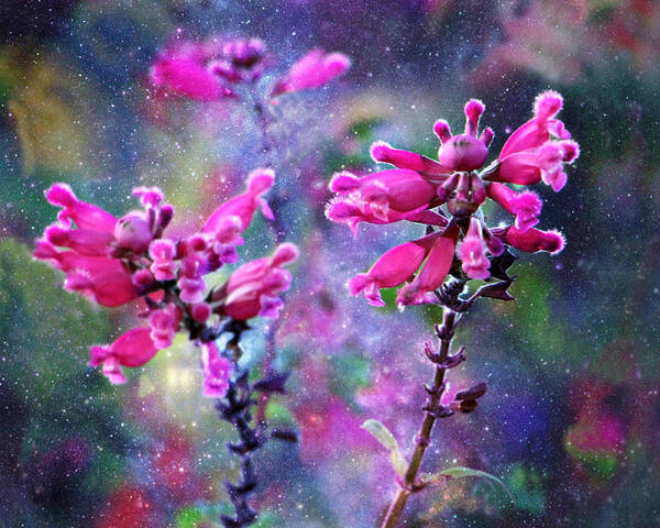 Celestial Blooms-2 Art Print featuring the photograph Celestial Blooms-2 by Kathy M Krause
