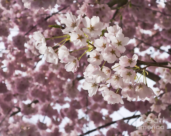 Cherry Blossoms Art Print featuring the photograph Cherry Blossoms for Spring by Maria Janicki
