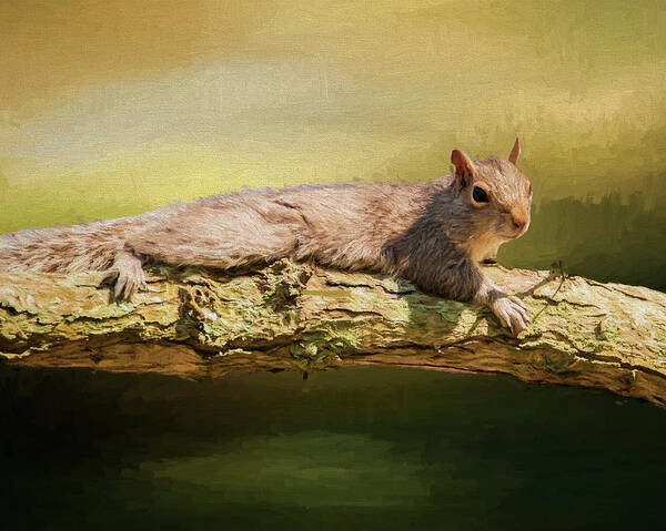 Squirrel Art Print featuring the photograph Chilling In The Trees by Cathy Kovarik