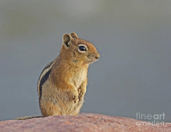 Ground Squirrel Art Print featuring the photograph Chubby by Kelly Black