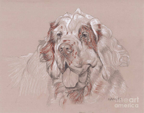 Dog Art Print featuring the drawing Clumber Spaniel - Big by Steve Hamlin