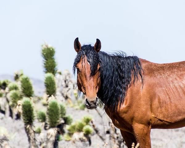 Nevada Art Print featuring the photograph Cold Creek 4 by Martin Naugher