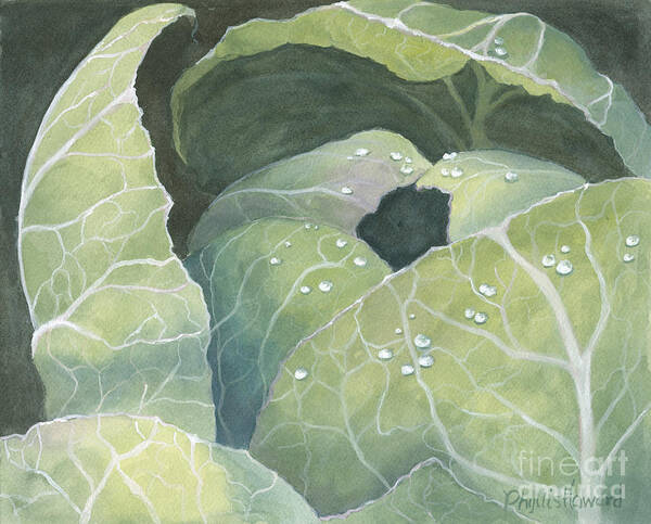 Cabbage Art Print featuring the painting Cold Crop by Phyllis Howard