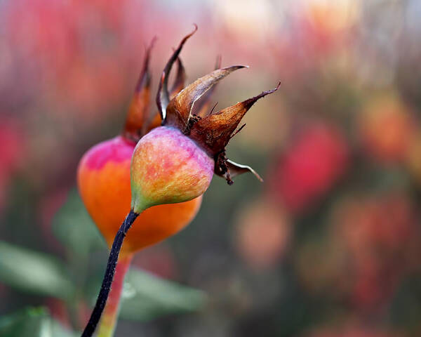 Rose Hips Art Print featuring the photograph Colorful Rose Hips by Rona Black