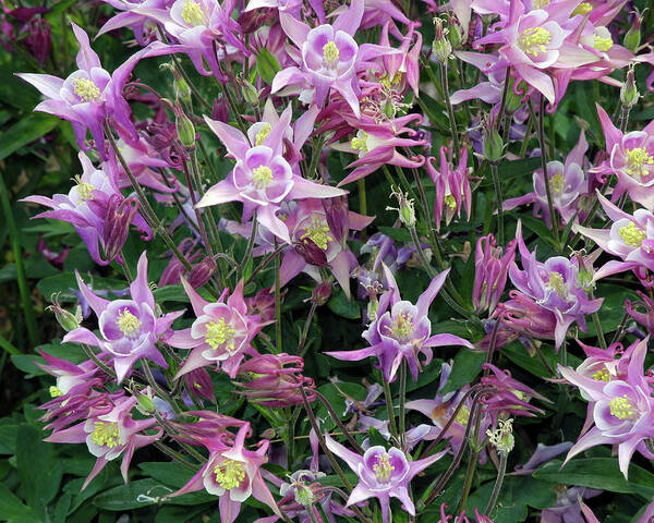 Spring Art Print featuring the photograph Columbine Splendor by Lynda Lehmann