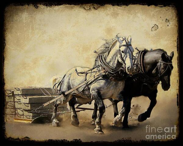 Horse Art Print featuring the photograph Core-Two-Duo by Davandra Cribbie