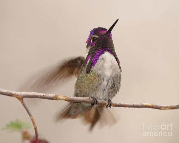 Hummingbird Art Print featuring the photograph Costa's Hummingbird Fluttering To Regain Balance by Max Allen