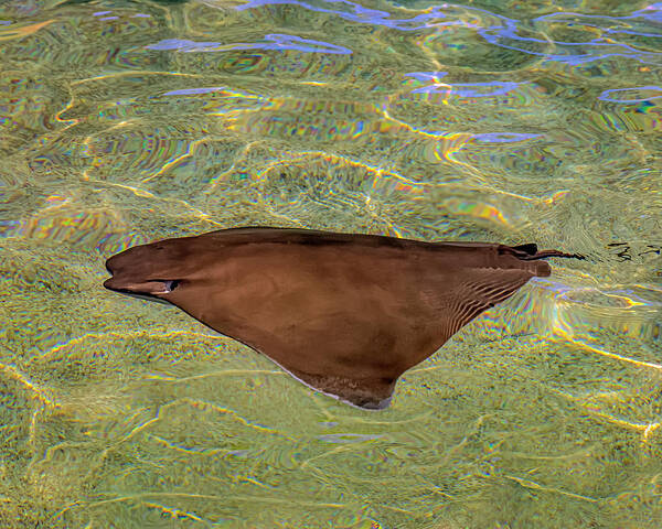 Stingray Art Print featuring the photograph Cownose Stingray h1823 by Mark Myhaver