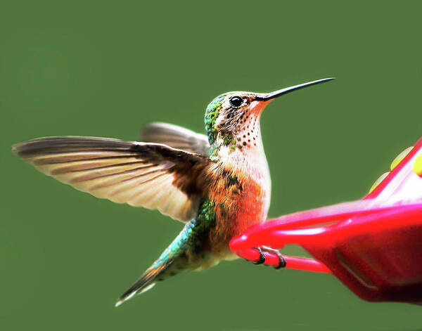 Wildlife Art Print featuring the photograph Crested Butte Hummingbird by Scott Cordell