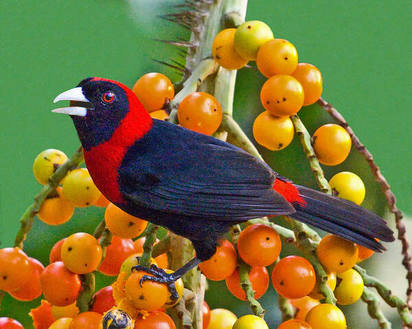 Crimson-collered Tanager Art Print featuring the photograph Crimson-collared Tanager by Larry Linton