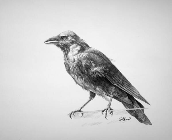 Crow Art Print featuring the drawing Crow Drawing by Steve Goad