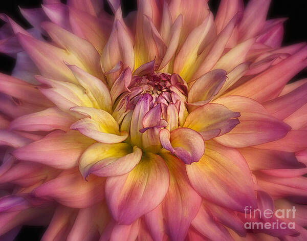 Dahlia Art Print featuring the photograph Dahlia 'Bahama Mama' by Ann Jacobson