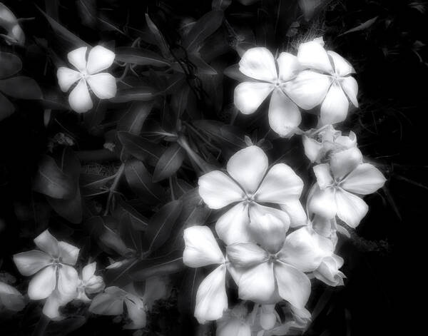 Flower Art Print featuring the photograph Dainty Blooms - black and white photograph by Ann Powell