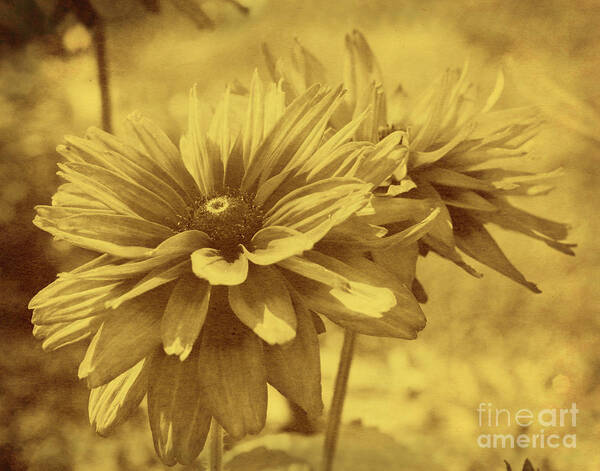 Daisy Art Print featuring the photograph Daisies From Yesterday by Smilin Eyes Treasures