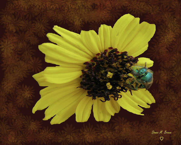 Flower Art Print featuring the photograph Daisy with Bee by Donna Brown