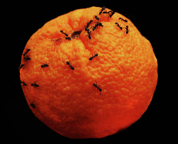 Orange Art Print featuring the photograph Dali Apple by Mark Blauhoefer