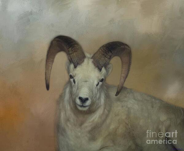 Dall Sheep Art Print featuring the photograph Dall Sheep by Eva Lechner