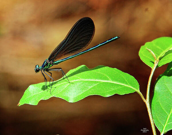 Dragon Fly Art Print featuring the photograph Damsal Fly on Leaf by Peg Runyan