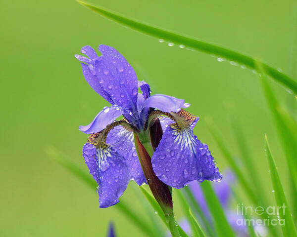 Purple Art Print featuring the photograph Dance in the Rain by Lila Fisher-Wenzel