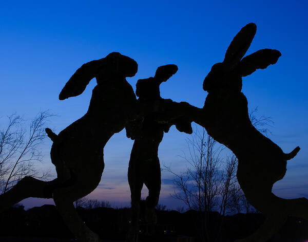 Dublin Art Print featuring the photograph Dancing Hares at Ballantrae by Roberta Kayne