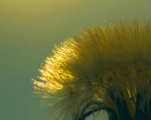 Dandelion Art Print featuring the photograph Dandelion in Green by Brad Boland