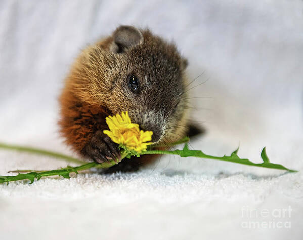 Nina Stavlund Art Print featuring the photograph Dandelion Love by Nina Stavlund