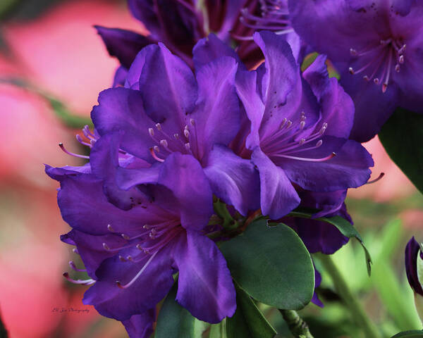 Dark Purple Rhododendrons Art Print featuring the photograph Dark Purple Rhododendrons by Jeanette C Landstrom