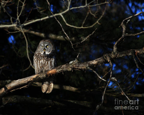 Owls Art Print featuring the photograph Darkness I defy thee by Heather King