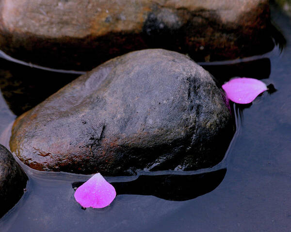 Rock Art Print featuring the photograph Delicate petals with rocks by Doris Potter